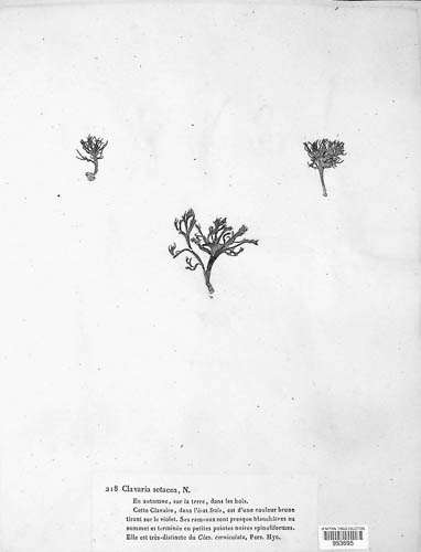Clavaria setacea image